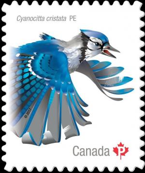 Colnect-5331-285-Blue-Jay-Cyanocitta-cristata.jpg