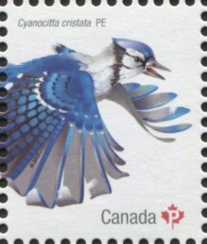 Colnect-5888-505-Blue-Jay-Cyanocitta-cristata.jpg