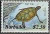 Colnect-1109-933-Green-Sea-Turtle-Chelonia-mydas.jpg