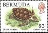 Colnect-1491-882-Green-Sea-Turtle-Chelonia-mydas.jpg