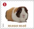 Colnect-1047-679-Guinea-Pig-Cavia-porcellus.jpg