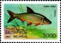 Colnect-1048-980-Vimba-Bream-Vimba-vimba.jpg