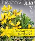 Colnect-6612-042-Genista-holopetala-Koch-Bald.jpg