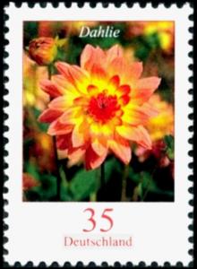 Colnect-4294-703-Dahlia-variabilis---Dahlia.jpg