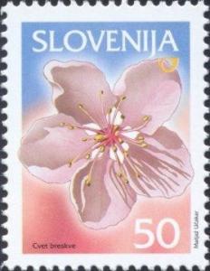 --Fruits-in-Slovenia---Peach-Blossom-.jpg