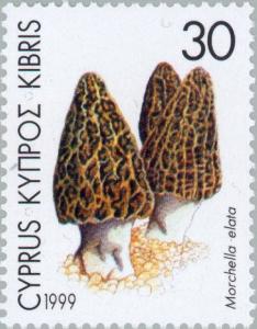 Colnect-181-251-Morchella-elata-Morel-Mushroom.jpg