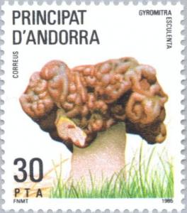 Colnect-142-595-Gyromitra-esculenta-False-morel.jpg