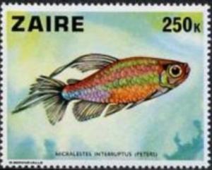 Colnect-1108-705-Congo-Tetra-Micralestes-interruptus.jpg