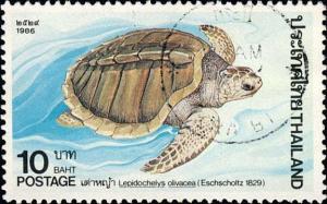 Colnect-1339-160-Olive-Ridley-Sea-Turtle-Lepidochelys-olivacea.jpg