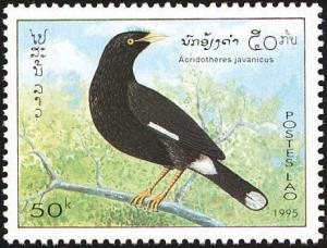 Colnect-1503-888-Javan-Myna-Acridotheres-javanicus.jpg