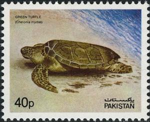 Colnect-2160-064-Green-Sea-Turtle-Chelonia-mydas.jpg