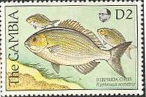 Colnect-2338-557-Bermuda-Sea-Chub-Kyphosus-sectatrix.jpg