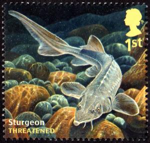 Colnect-2353-126-European-Sea-Sturgeon-Acipenser-sturio.jpg