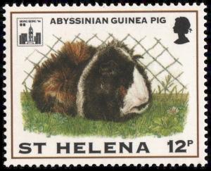 Colnect-2529-875-Abyssinian-Guinea-Pig-Cavia-porcellus-domestica.jpg