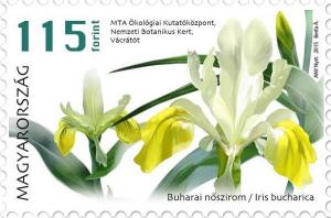 Colnect-2842-775-Bukhara-iris-Iris-bucharica.jpg