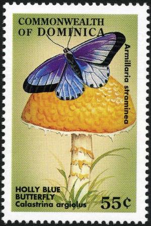 Colnect-3028-973-Armillaria-straminea-and-Calastrina-argiolus-butterfly.jpg