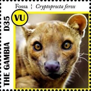 Colnect-3531-933-Fossa-Cryptoprocta-ferox.jpg