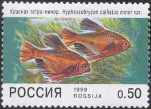 Colnect-4142-384-Jewel-Tetra-Hyphessobrycon-callistus.jpg