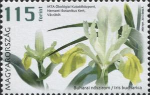 Colnect-5313-790-Bukhara-iris-Iris-bucharica.jpg