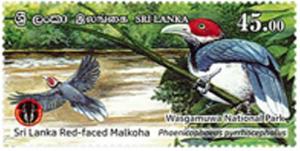 Colnect-6135-841-Red-Faced-Malkoha-Phaenicophaeus-pyrrhocephalus.jpg