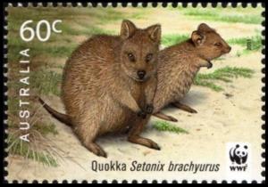 Colnect-6273-485-Quokka-Setonix-brachyurus.jpg