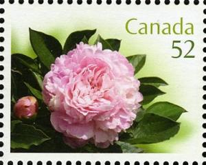 Colnect-765-241-Paeonia-lactiflora--Elgin-.jpg