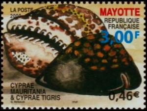 Colnect-851-091-Humpback-Cowry-Cypraea-mauritania-Tiger-Cowry-Cypraea-ti.jpg