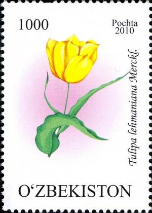 Colnect-854-472-Tulipa-micheliana-Th-Hoog.jpg