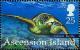 Colnect-3383-829-Green-Sea-Turtle-Chelonia-mydas.jpg