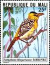 Colnect-2475-816-Yellow-breasted-Barbet-Trachyphonus-margaritatus.jpg