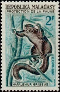 Colnect-844-414-Eastern-Lesser-Bamboo-Lemur-Hapalemur-griseus.jpg