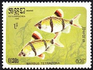 Colnect-1401-934-Tiger-Barb-Barbus-tetrazona-.jpg