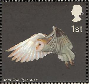 Colnect-1800-613-Barn-Owl-Tyto-alba-in-Flight-with-Wings-lowered.jpg