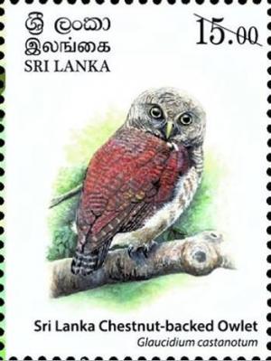 Colnect-4611-315-Sri-Lanka-Chestnut-backed-Owlet-Glaucidium-castanotum.jpg