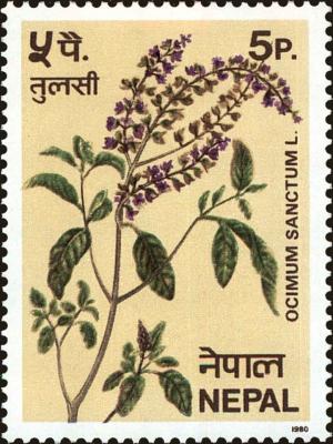 Colnect-4972-338-Holy-basil-Ocimum-sanctum.jpg