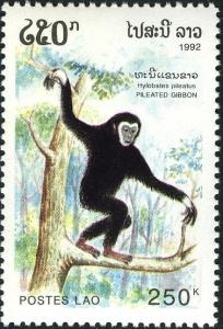 Colnect-2550-034-Pileated-Gibbon-Hylobates-lar-pileatus.jpg