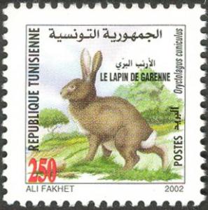 Colnect-6306-003-European-Rabbit-Oryctolagus-cuniculus-.jpg