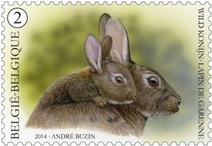 Colnect-2001-335-European-Rabbit-Oryctolagus-cuniculus.jpg