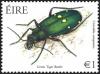 Colnect-1863-850-Green-Tiger-Beetle-Cicindela-campestris.jpg