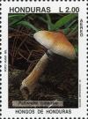 Colnect-3106-862-Psilocybe-cubensis-Golden-tops.jpg