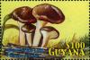 Colnect-3134-305-Psilocybe-stuntzii-as-stuntaii.jpg