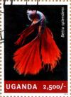 Colnect-4021-319-Betta-splendens.jpg