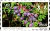 Colnect-5558-243-Andean-Blueberry-Vaccinium-floribundum.jpg