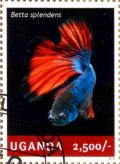 Colnect-4021-317-Betta-splendens.jpg