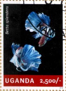 Colnect-4021-318-Betta-splendens.jpg