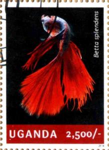 Colnect-4021-319-Betta-splendens.jpg