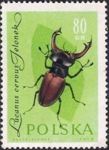 Colnect-4454-085-Stag-Beetle-Lucanus-cervus.jpg