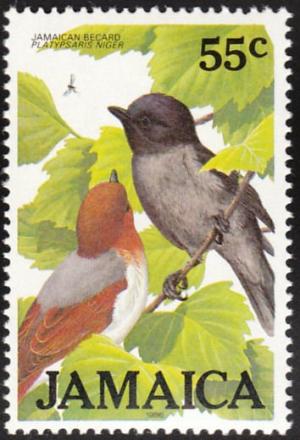 Colnect-1506-952-Jamaican-Becard-Pachyramphus-niger.jpg