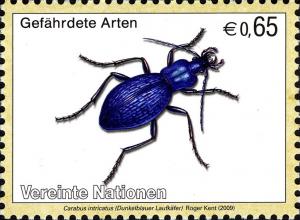 Colnect-611-533-Blue-Ground-Beetle-Carabus-intricatus-.jpg