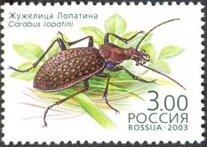 Colnect-6249-771-Ground-Beetle-Carabus-lopatini.jpg